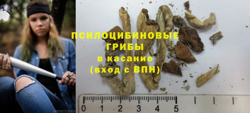 где продают   Кувшиново  Псилоцибиновые грибы Magic Shrooms 